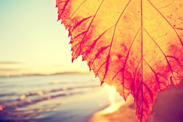 Hoja de otoño roja en el fondo de la orilla del mar