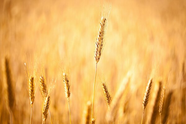 Autumn field with wheat on the background