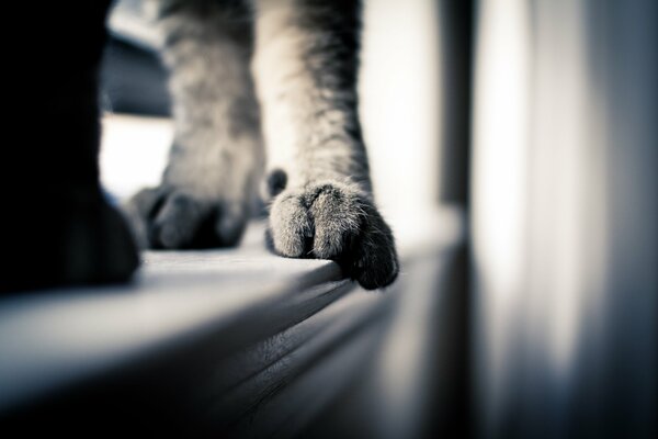 Macro photo of cat paws