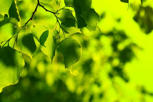 Macro di fogliame verde. Sfondi estivi