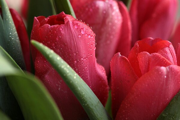 Gouttes d eau sur les pétales de tulipes