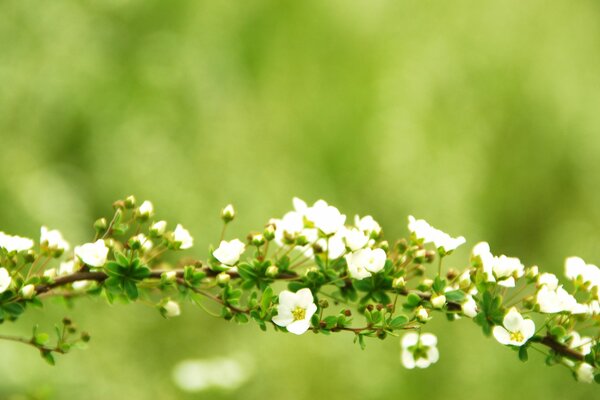 Desktop-Hintergrund Blumenzweige