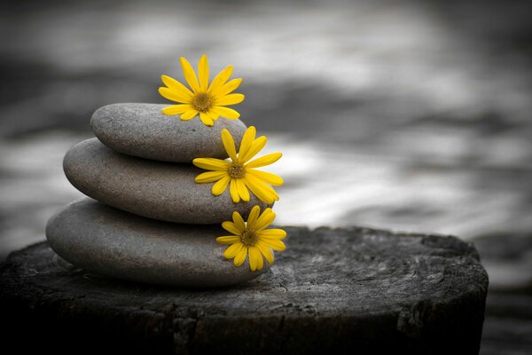 Flat stones with a pyramid and yellow flowers on them