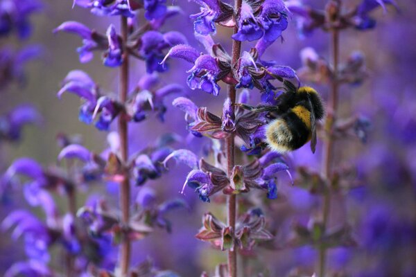 Die Hummel sitzt auf lila Blüten