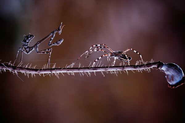 Rencontre et bataille de la mante et de l araignée