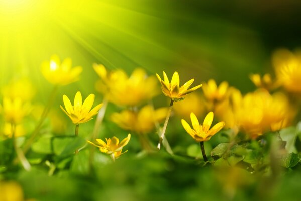 Жёлтые цветочки на яркой зелёной листве залитые солнечными листами