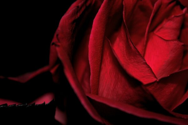 Чувственный бутон красной бархатной розы