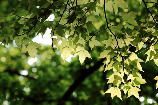 Foto de ramas y hojas con efecto bokeh