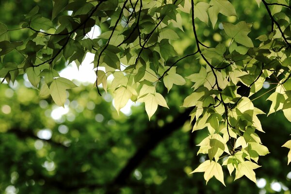 Zdjęcie gałęzi i liści z efektem bokeh