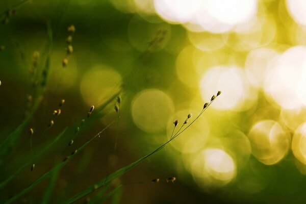 Fotos de hojas de hierba con reflejos de luz