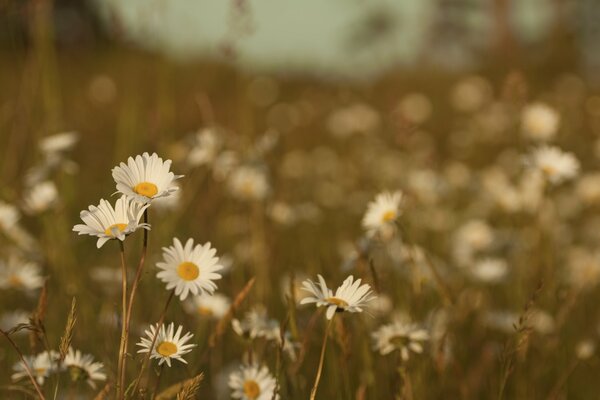 Daisies bloom in the meadow