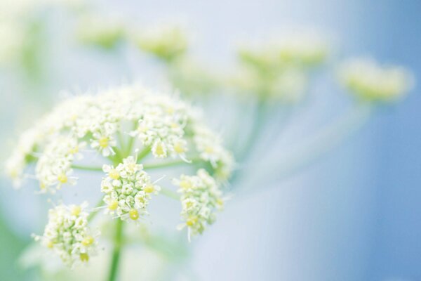 Inflorescences of greenery on a blue background