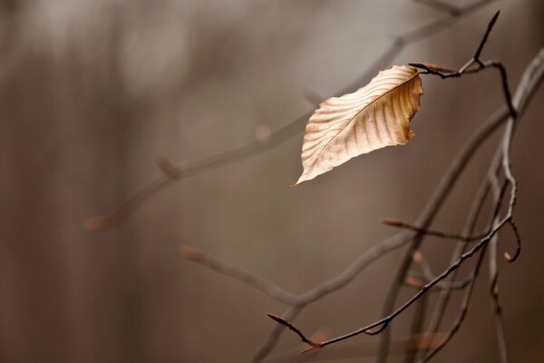 A branch in autumn under macro and with a blurry background