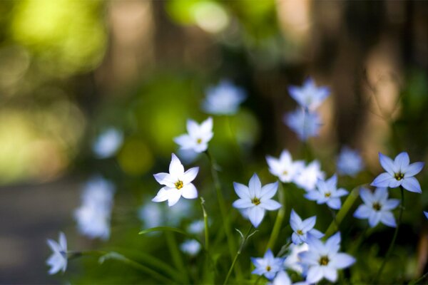 Blue delicate flowers macro photo