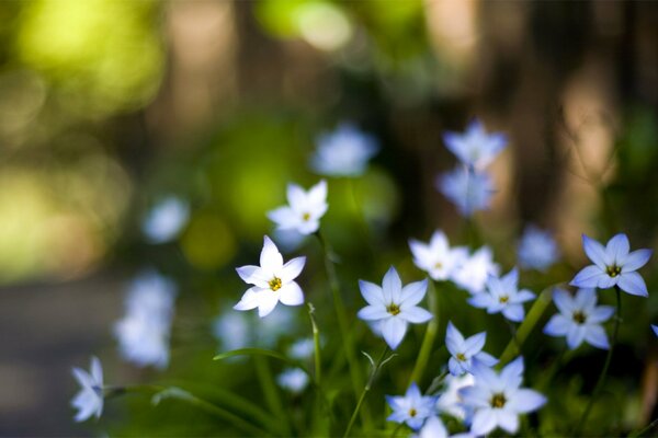 Niebieskie delikatne kwiaty zdjęcie makro