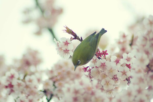 Ein schöner Vogel flog auf die Frühlingszweige