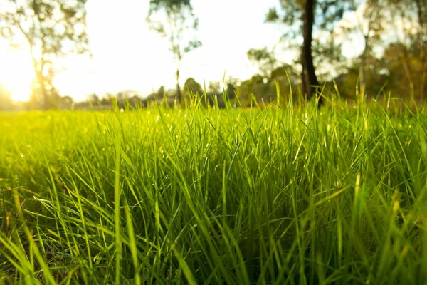 Herbe verte avec des gouttes de rosée