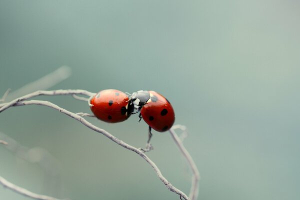 Riprese macro di coccinelle su un ramo