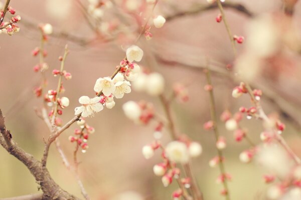 Weiß blühender Baum im Frühling