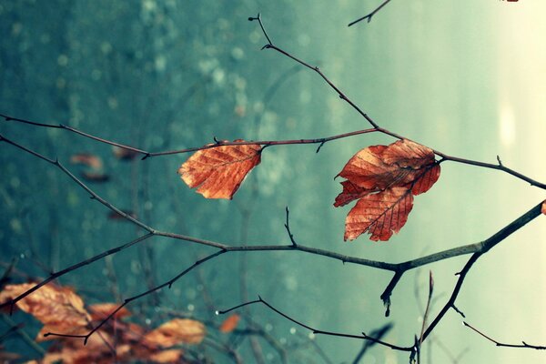 Macro shooting of branches of autumn trees with leaves