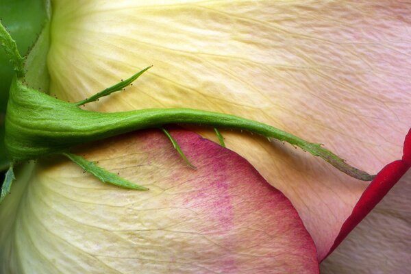 Makrofoto der Rosenknospe