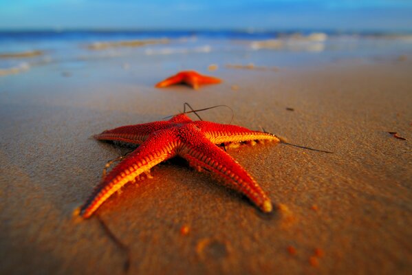 Photo de kiasna Star sur la plage de la mer