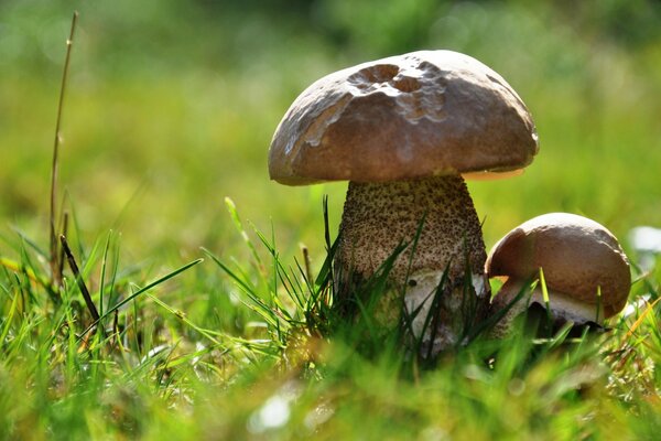 More mushrooms on the grass under the macro