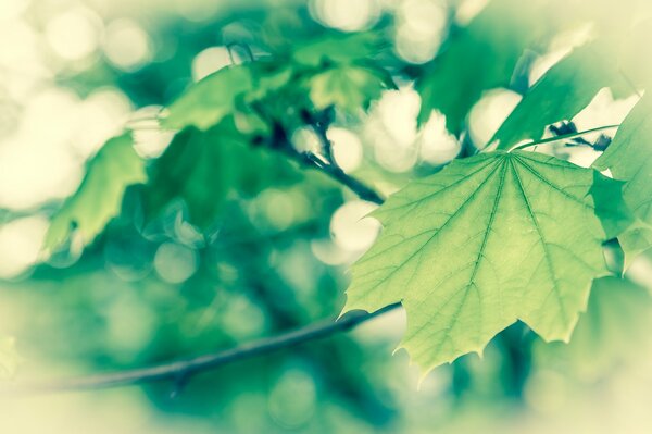 Follaje verde de primavera en un árbol