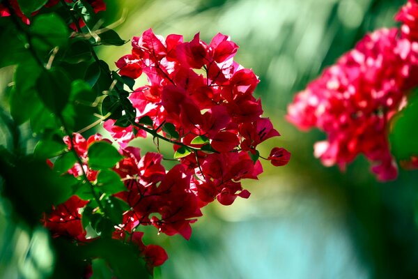 Red branch of flowers in macro photography