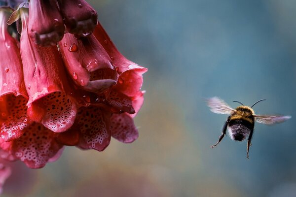 The flight of a bumblebee next to a bud