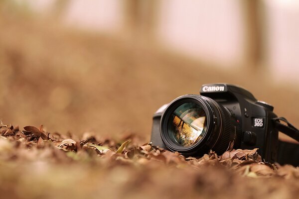 The camera is lying on the autumn foliage