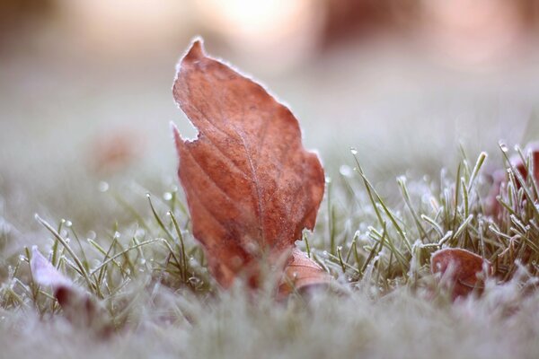 Отважный лист, покрытый инеем, в траве не боится приближающейся зимы