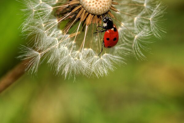 Coccinelle brillante sur pissenlit