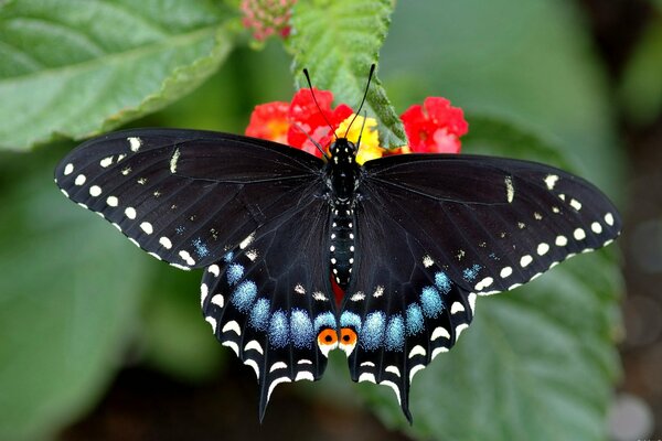 Una mariposa brillante se sienta en una flor