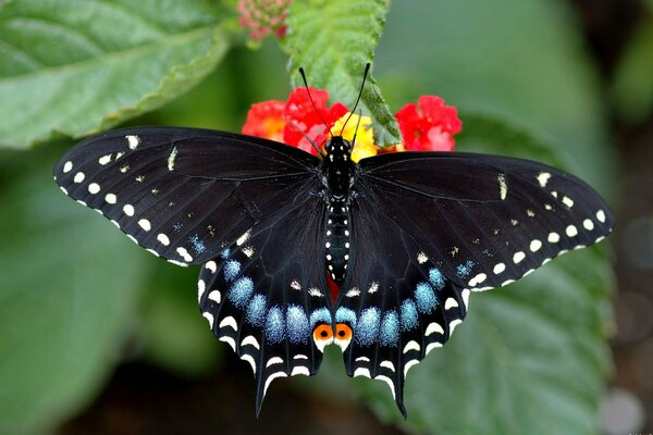 Una farfalla luminosa si siede su un fiore