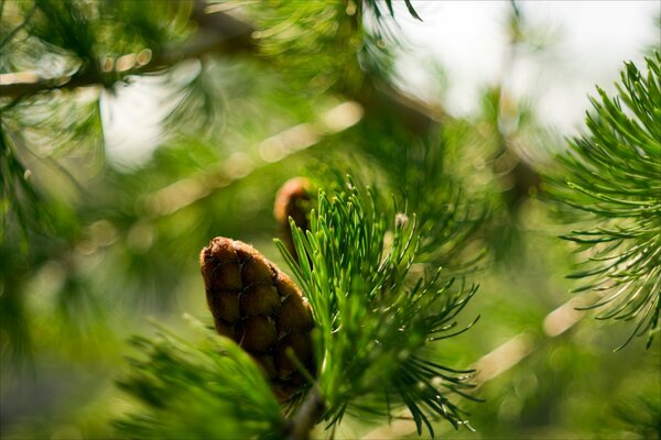 Macro photo of cones on a spruce branch