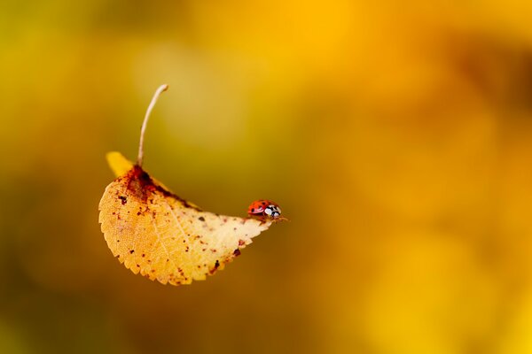 Fallendes Herbstblatt mit Marienkäfer