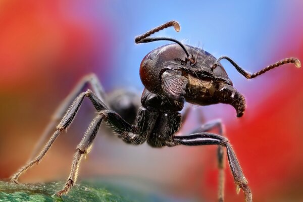 Макроснимок муравья - большой и сильный