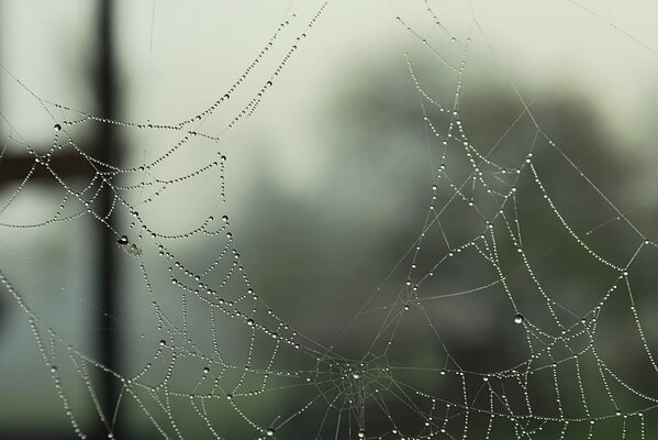 Forest web in dew drops