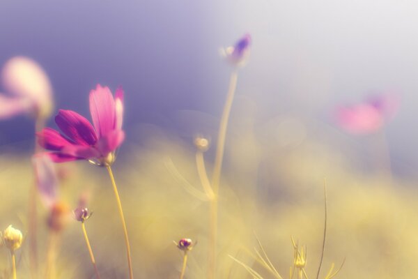 Flores silvestres Rosadas