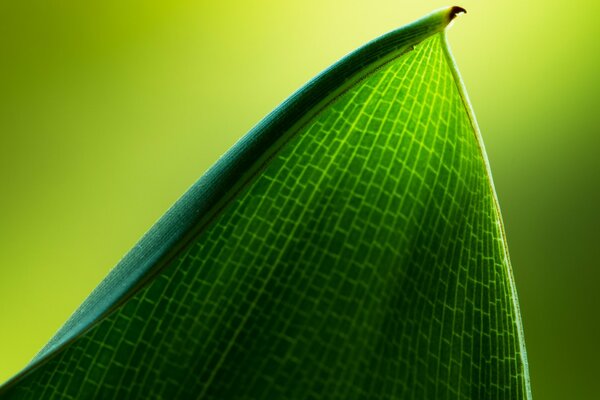 Makro-Foto. Grünes Blatt