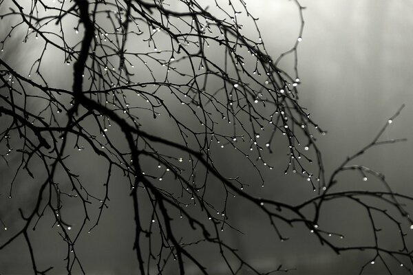 Niebla y gotas de lluvia en las ramas