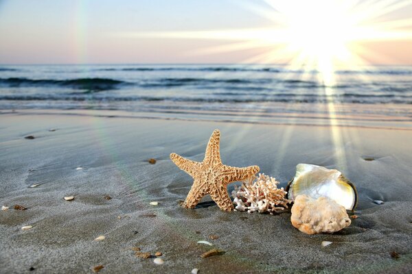Conchiglie e stelle marine sullo sfondo del mare
