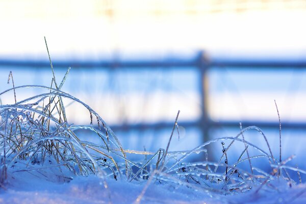 Bei Frost ist alles um die Natur herum: Zaun, Gras und Gras scheinen über den Beginn des Winters mit Frost und sogar Schnee zu flüstern