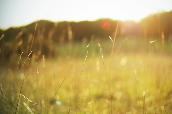 A green meadow bathed in the summer sun