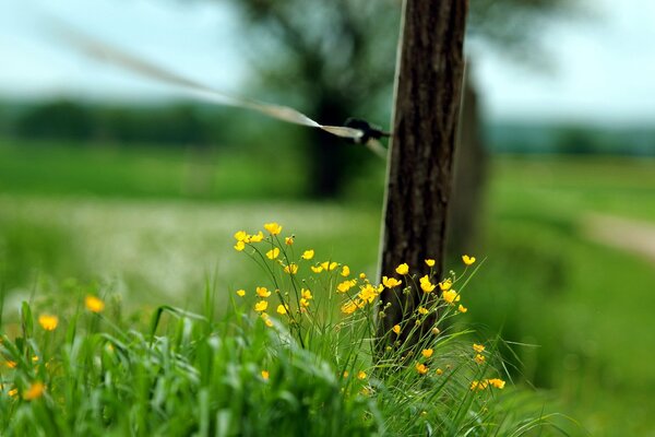 Foto macro di un chiodo su una recinzione in un campo verde