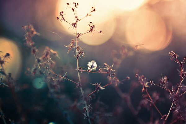 Herbe des champs sur fond de coucher de soleil