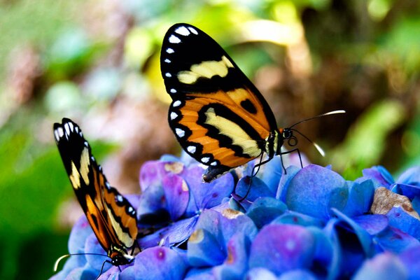 Бабочки сидят на синих цветах