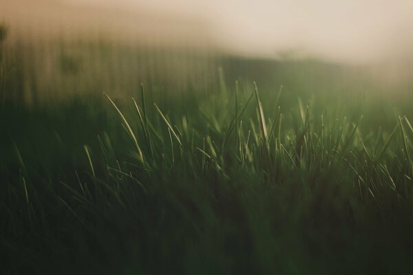 Green grass under macro photography