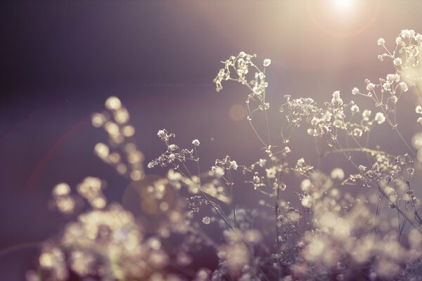 Fleurs séchées dans les rayons de la lumière